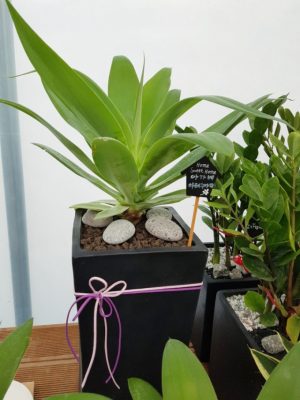 아가베 아테누아타