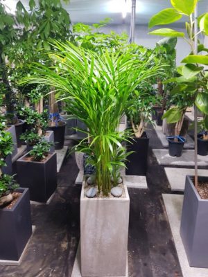 아레카야자 사각분