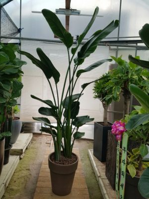 여인초(이태리토분)