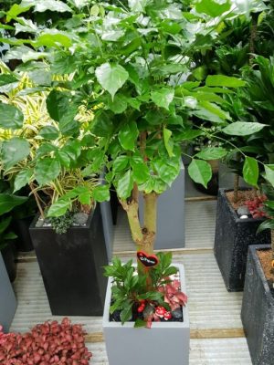 해피트리녹보수