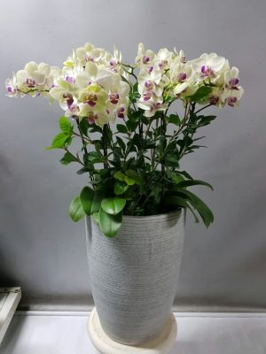 호접난(그린베어)