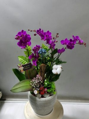 호접난(만천홍)