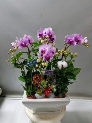 호접난(엘레강스) (1)