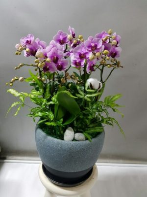 호접난(엘레강스) (2)